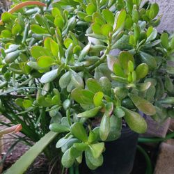 Large Jade Plant In A 5-gal Nursery Pot