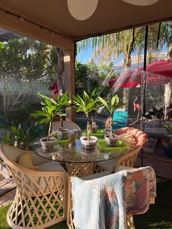 Rooted Plumeria cuttings from Maui