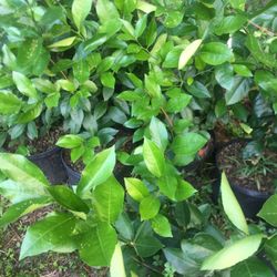 arbolitos De Limones Verdes