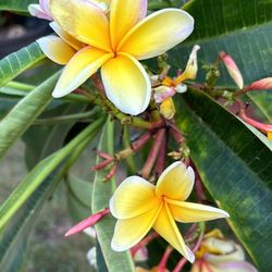 Cortes de plumeria Azteca Gold