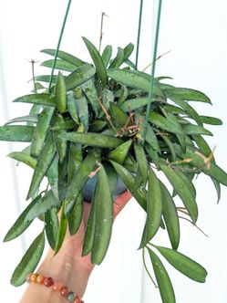 Hoya Wayetti Plant 6" Pot - Indoor House Plants