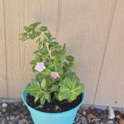 Live Vinca Plant $5 