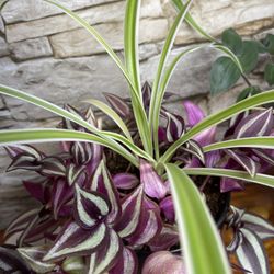 Tradescantia Zebrina And Spider House Plants In Ceramic Pot 5.5"H With Attached Sauser.