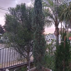 Italian Cypress 24 Gln 8ft