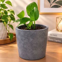 Gray Stone-Finish Ceramic Planter Pot with plant