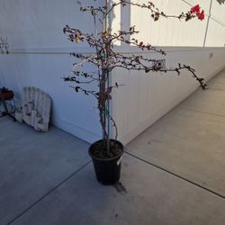 Bougainvillea Plant