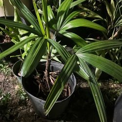 Rephis Palm Available 3g Live Rare Plant