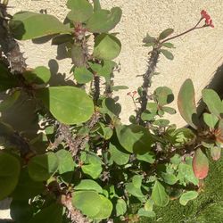 crown of christ plant for only 4 dollars 