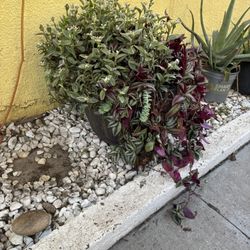 Spiderwort (Tradescantia) Flower Spring Potted Plat 