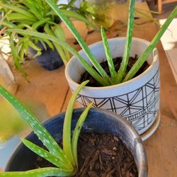Aloe Plants