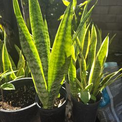 Snake Plant 