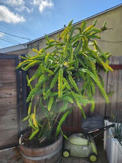 Mature fruiting pink dragon fruit clippings