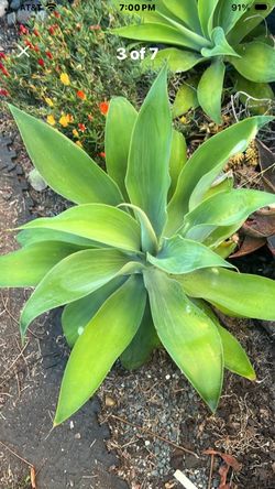 PLANTS agaves drought tolerant Agaves