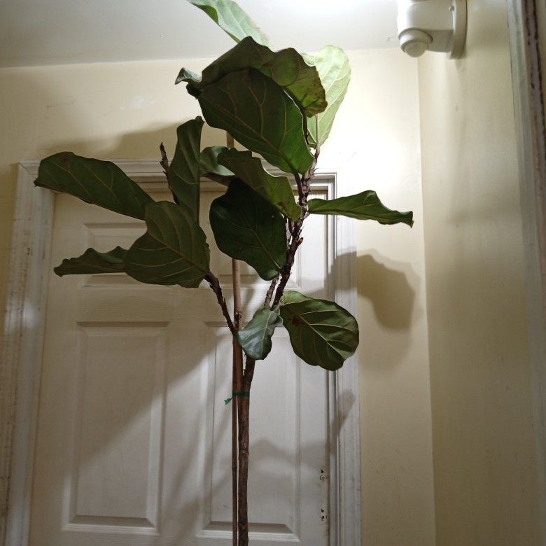 Ficus Lyrata fiddle Leaf Fig Tree,
