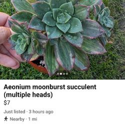Aeonium 'Moonburst' Succulent 