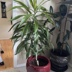 Large Lemon-Lime Dracena Houseplants 