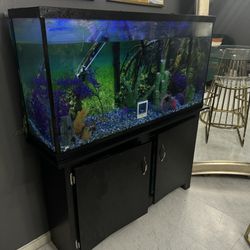 60 Gallon Fish tank