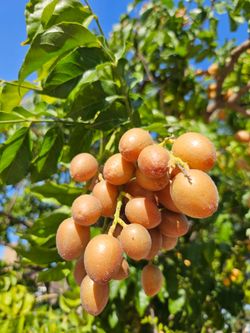 Wampi Fruits