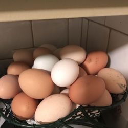 Fresh eggs