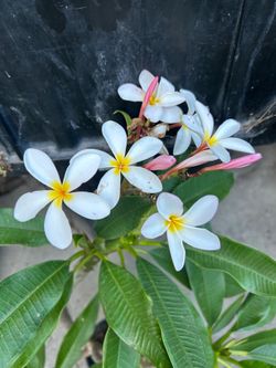 Plants hawaiana $12 each
