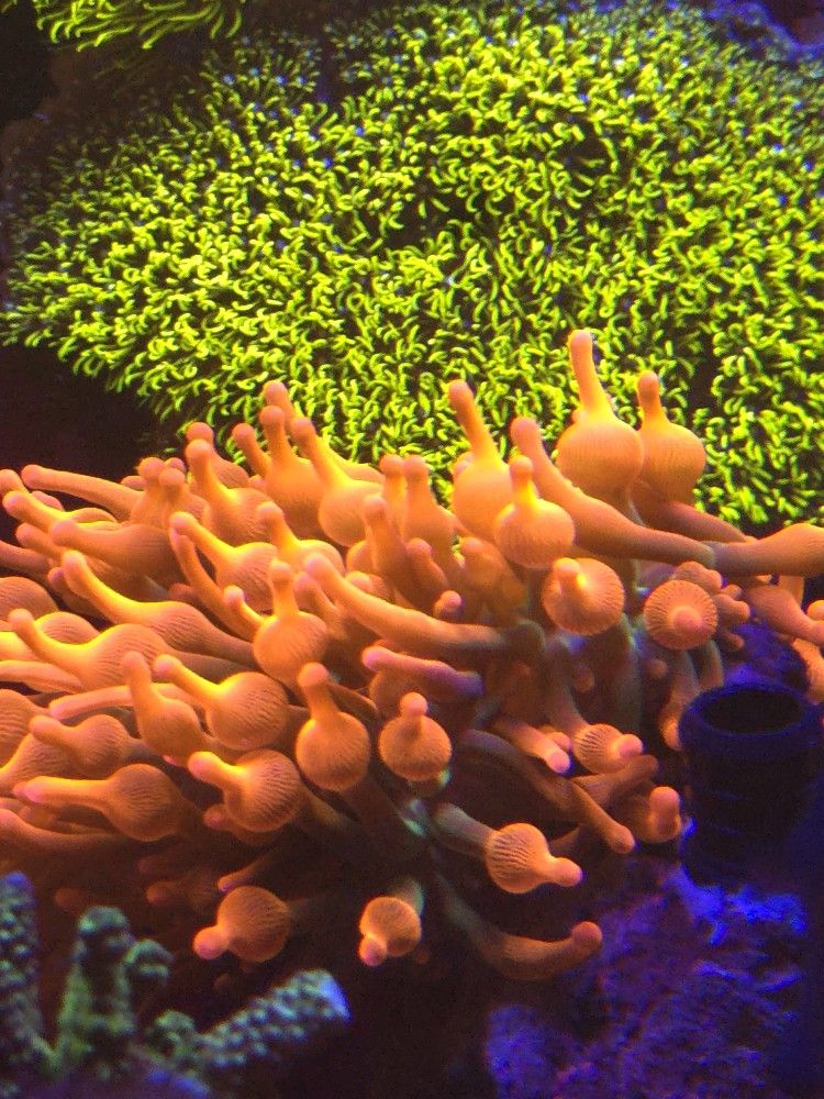 Fake Coral Red Bubblu Tip Anemones