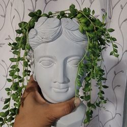 String Of Raindrops Senecio