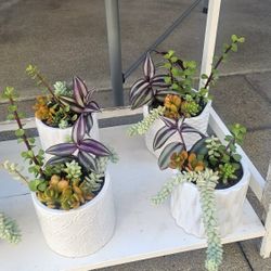 Succulents  With  Pot