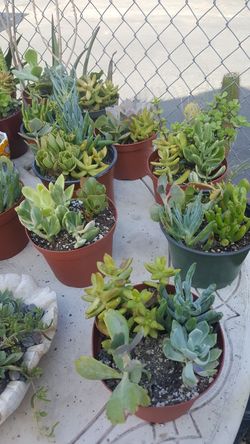 SUCCULENTS $ 6.00 EA