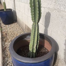 Pleated Cereus Cactus