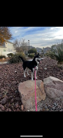 Pink Leash/ Collar