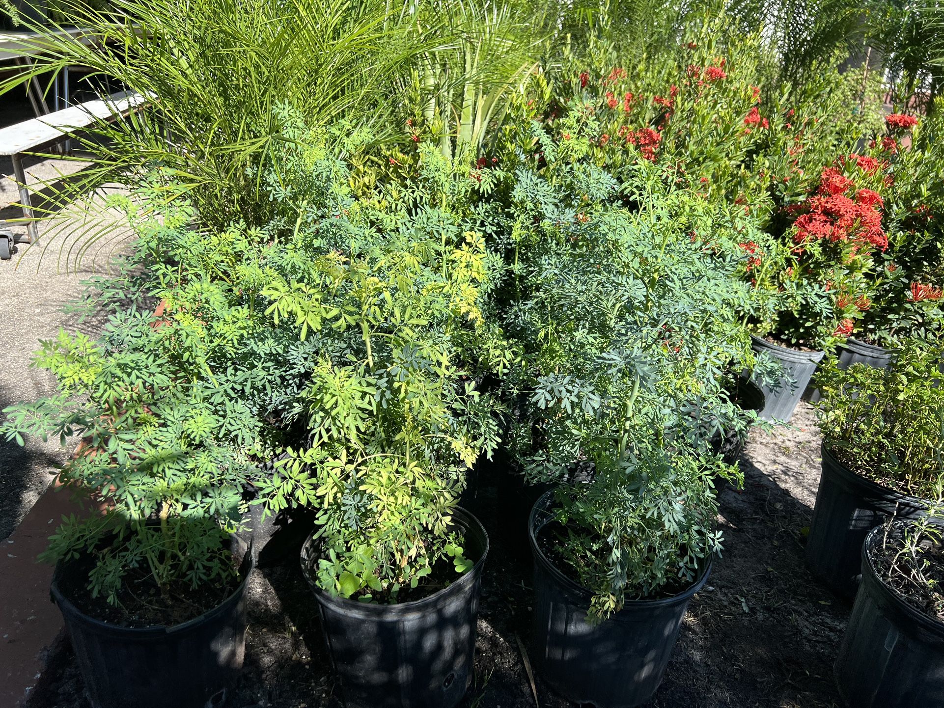 Ruda, Albahaca, Romero , Hierba Buena, Culantro. En 3 Gls Pot. SPECIAL PRICE🤩