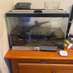 5 Gallon Fish Tank With Filter