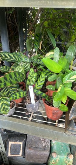 Prayer plant calatheas available