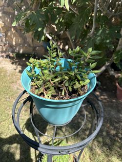 Succulent Plant