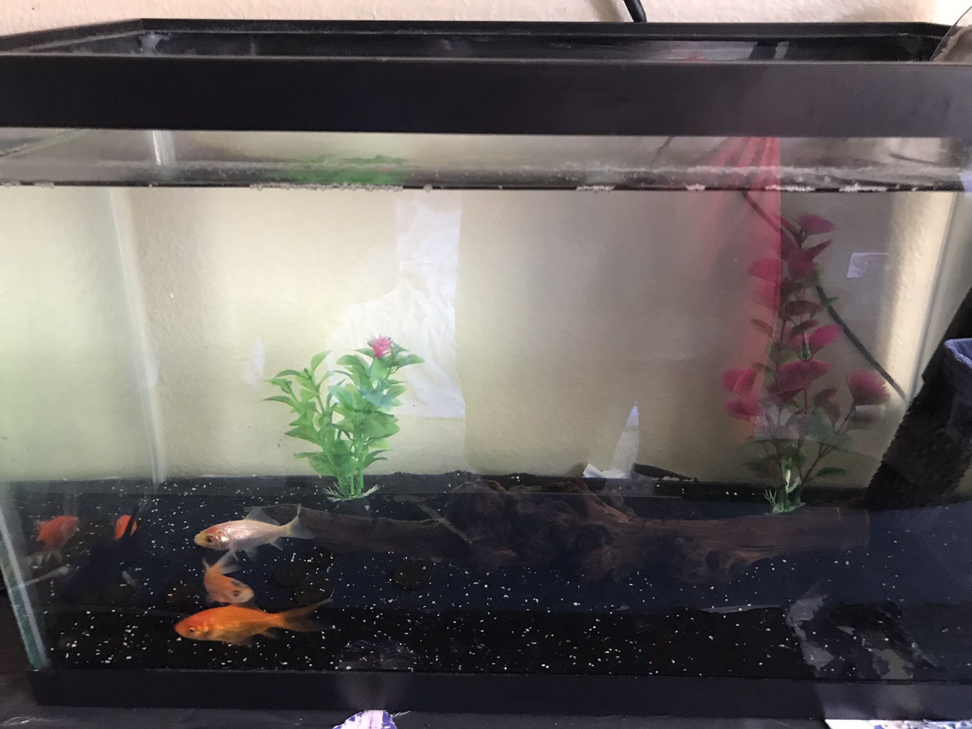 10 Gallon tank w/filter and fish