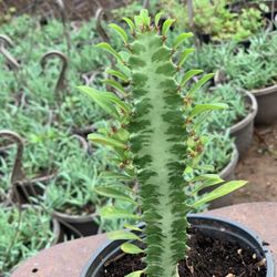 Euphorbia ammak - Stunning Desert Cactus-Like Plant for Sale! **