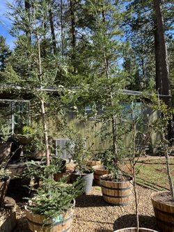 Blue Aptos Redwood Trees