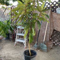 Mispherro Tree