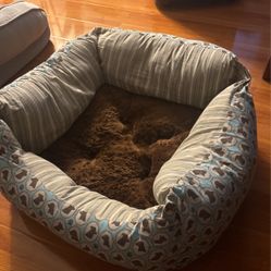 Dog Beds