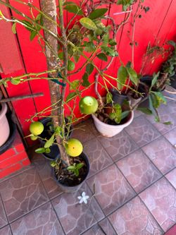 Limon Tequilero
