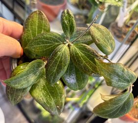 Bundle of Hoyas SALE