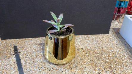 Live Succulent Plant Gift For Any Occasion 