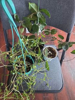 Free Hoya plants 🪴
