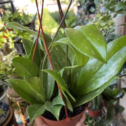 HOYA STARDUST IN 6” POT HANGING 