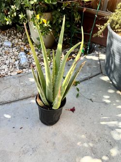 Large Aloe Vera Plant in Black Pot