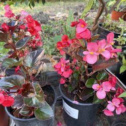 Waxing Begonia 