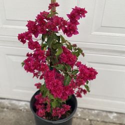 Bougainvillea , Camellina, Veranera Curazao  Double Flowers Climbing Plant, In 5 Gallons Pot Pick Up Only