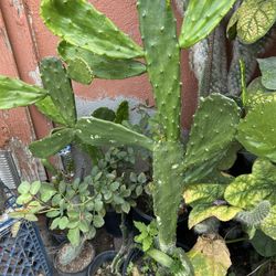 Cactus