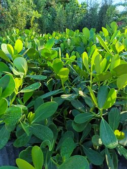 Clusia Privacy Hedge Plants 🌿 3gl $4.50