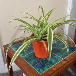 Spider Plant With Orange Pot